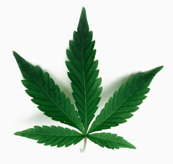 Cannabis Blatt